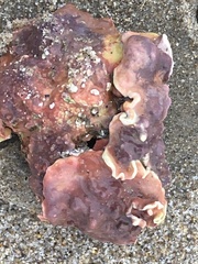 Lithothamnion