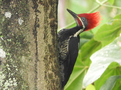 Dryocopus lineatus