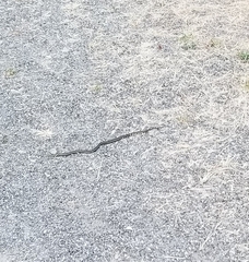 Thamnophis ordinoides