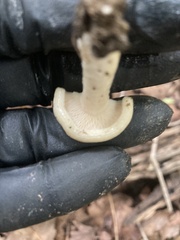 Fungi