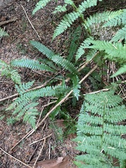 Struthiopteris spicant