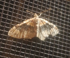 Xanthorhoe ferrugata