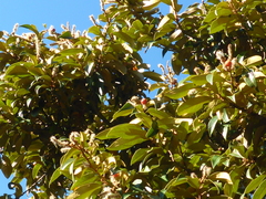 Dryocosmus castanopsidis