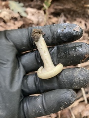 Fungi