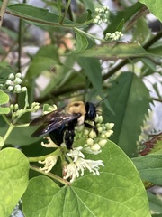 Xylocopa virginica