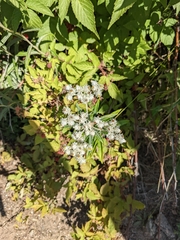 Anaphalis margaritacea