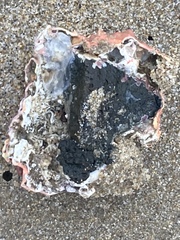 Lithothamnion