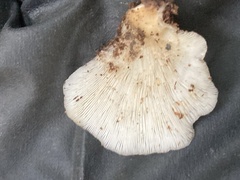 Polyporales