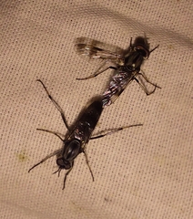 Therevidae