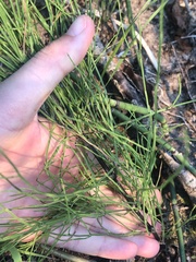Equisetum