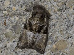 Meropleon ambifusca