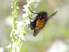 Paradejeania rutilioides