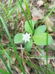 Lysimachia europaea