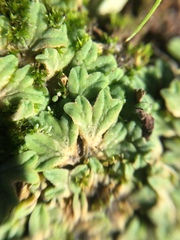 Riccia
