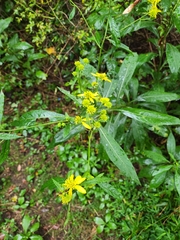 Verbesina alternifolia