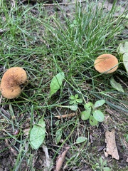 Hortiboletus rubellus