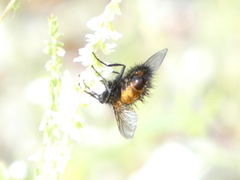 Paradejeania rutilioides