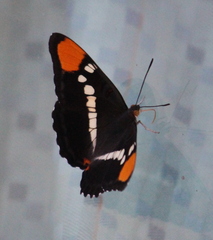 Adelpha californica