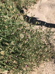 Symphyotrichum subulatum