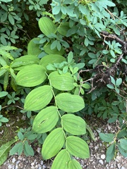 Streptopus amplexifolius