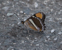 Adelpha californica