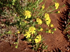 Senecio spanomerus