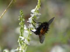 Paradejeania rutilioides