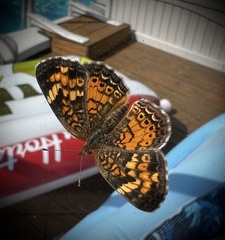 Phyciodes tharos