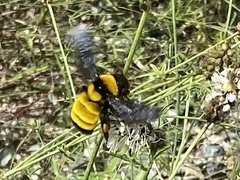 Bombus sonorus