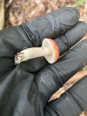Russula