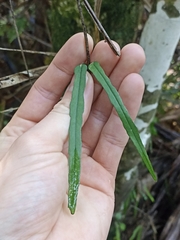 Parsonsia