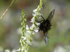 Paradejeania rutilioides