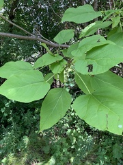 Catalpa speciosa