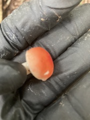 Russula