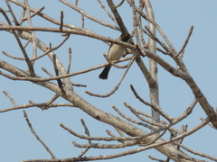 Pycnonotus nigricans