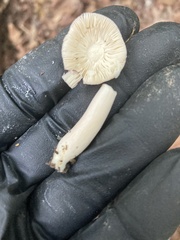 Russula