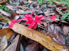 Etlingera