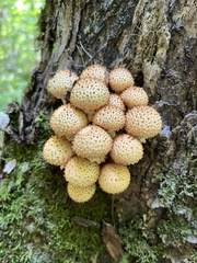 Pholiota squarrosoides