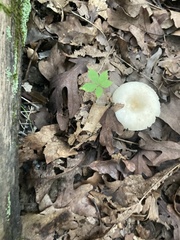 Lactifluus