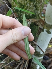 Parsonsia