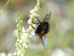 Paradejeania rutilioides