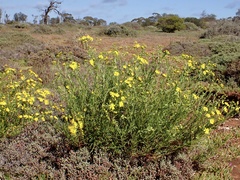 Senecio spanomerus