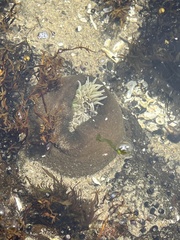 Anthopleura xanthogrammica