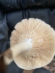 Lactifluus