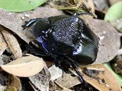 Phanaeus quadridens