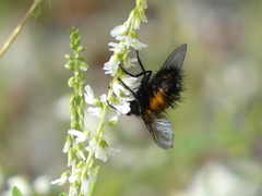 Paradejeania rutilioides