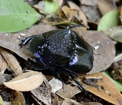 Phanaeus quadridens