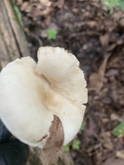 Lactifluus