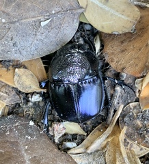 Phanaeus quadridens