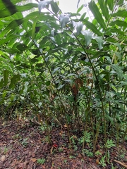 Etlingera